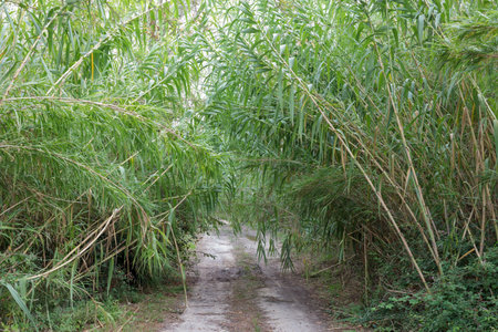 A lushly overgrown dirt road. Nature encroaching on the road.の写真素材