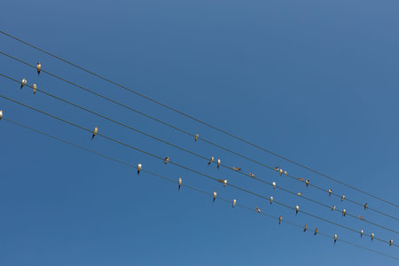Many birds on power line cable, clear sky.