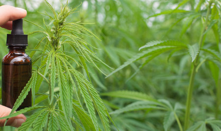 A hands holding cannabis oil bottle, close-up, plant leaves backdrop.の写真素材