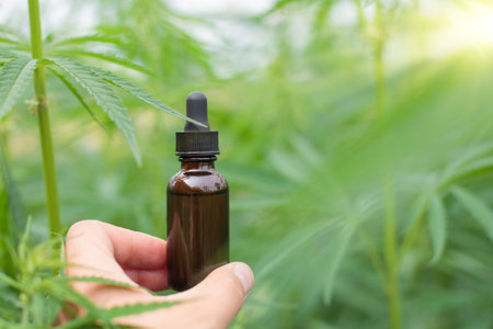 Cannabis oil close-up, hands holding bottle over plant leaves, background.の写真素材