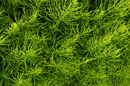 Equisetum arvense, commonly known as field horsetail. texture.の写真素材