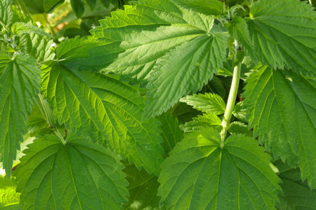 Nettle leaves pattern. Stinging-nettles bush from top. Common nettle greenery.