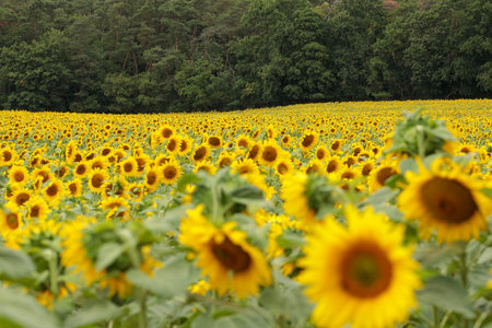 Sunflower field on the background of the forest. yellow flowers.