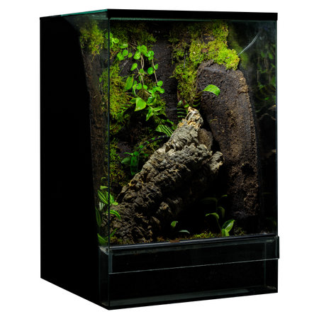 Vibrant Greenery Terrarium: Reptile's Display with Boughsの写真素材