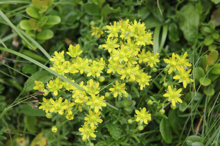 Yellow Wildflowers with Lush Green Foliage