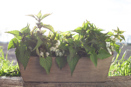 A small wooden pot with nettles. Herbal medicine, conceptの写真素材