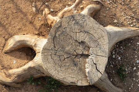 Weathered Tree Stump on Arid Soilの写真素材