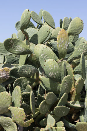 Graffitied Cactus Plant in Cyprus