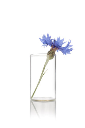 Blue Flower in a Clear Glass Vaseの写真素材