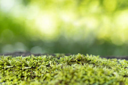Eco-Friendly Background for Product Display
