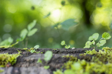 Nature Background for Product Display