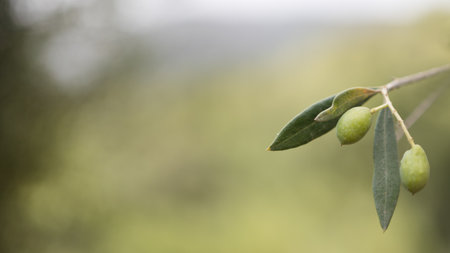 Close-up of Green Olives on Branchの写真素材