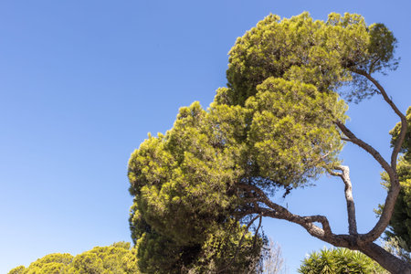 Tall Pine Tree against Clear Blue Sky