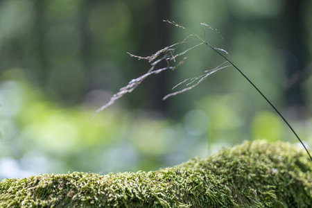 Close-Up of Moss and Grass in Forest, mockupの写真素材