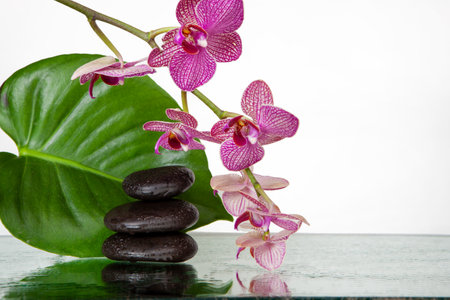 Orchid Flowers with Spa Stones and Large Leafの写真素材