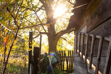 Rustic Farm Scene with Sunlight through Treesの写真素材