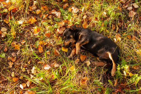 Sleeping Puppy on Autumn Leavesの写真素材
