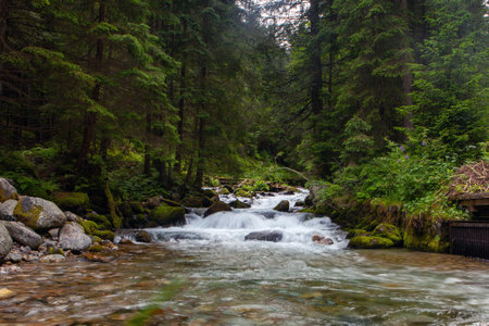 Flowing Stream in Forested Mountain Landscapeの写真素材