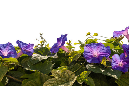 Purple Morning Glory Flowers with Green Leavesの写真素材