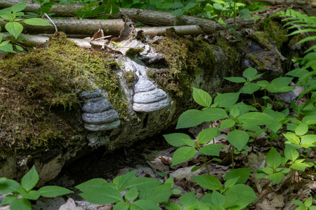 Bracket Fungi Growing on Mossy Log in Forestの写真素材