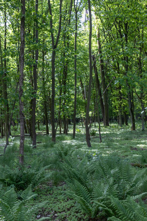 Sunlit Green Forest with Fern Understoryの写真素材