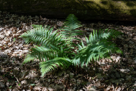 Green Fern Growing on Forest Floorの写真素材