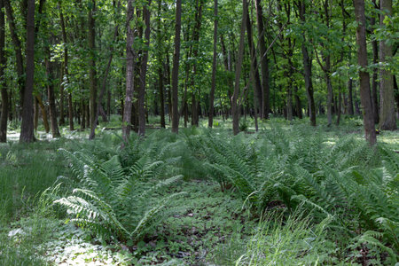 Dense Ferns in Shaded Green Forestの写真素材