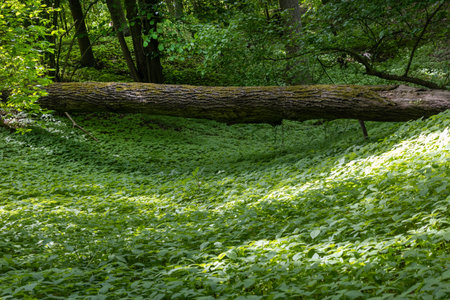 Fallen Tree in Lush Green Forestの写真素材