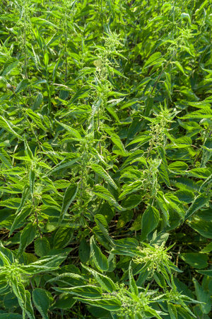 Lush Green Stinging Nettles Growing Wildの写真素材