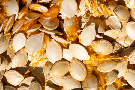 Pumpkin Seeds With Pulp Sun Dryingの写真素材