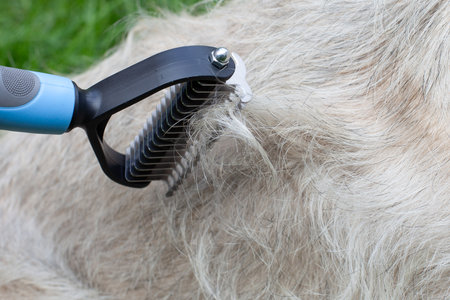 Pet grooming rake removing loose dog furの写真素材
