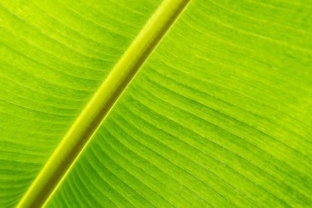 Banana Leafの写真素材