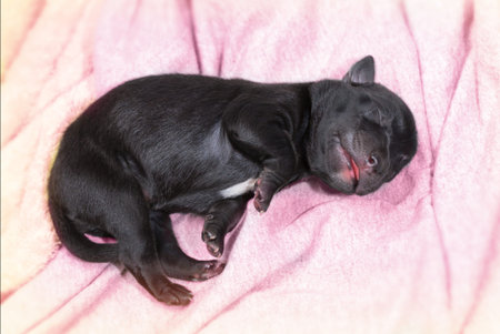 cute newborn puppy dog day one of life on blanketの写真素材