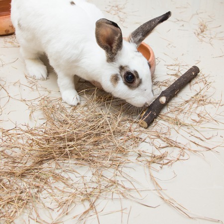Rabbit eatting pangola grass on ground feedingの写真素材