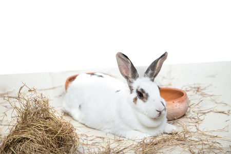 Rabbit sleeping pangola grass on floor and white backgroundの写真素材