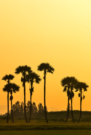 sugar palm  in cornfield   Thailandの写真素材