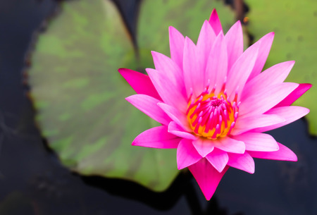 lotusの写真素材