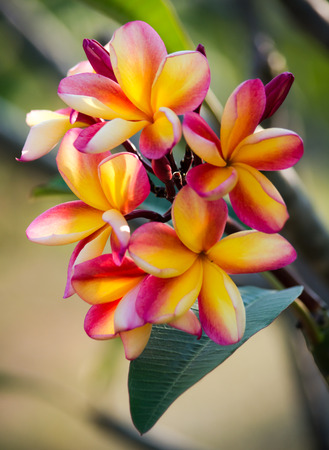 Frangipani flowersの写真素材