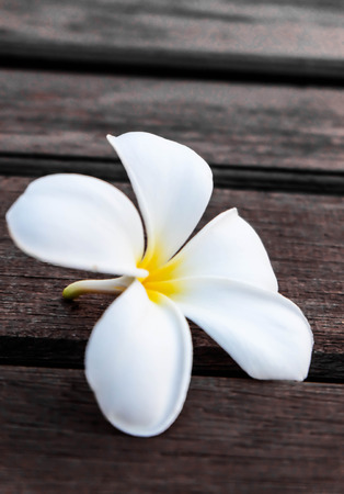 plumeria or frangipaniの写真素材