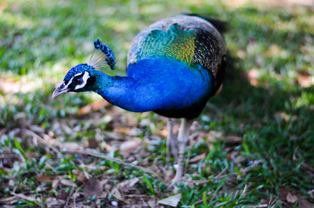 Picture a male peacock clearly at the head tail blur.の写真素材
