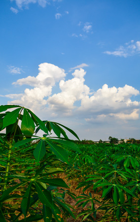 Thailand : tapioca farmの写真素材