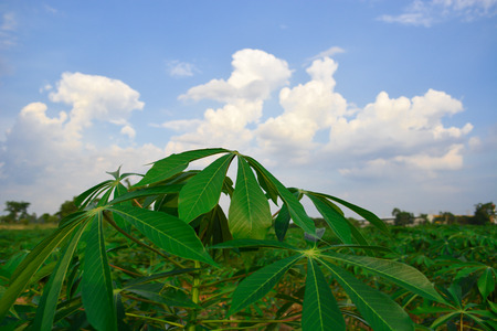 Thailand : tapioca farmの写真素材