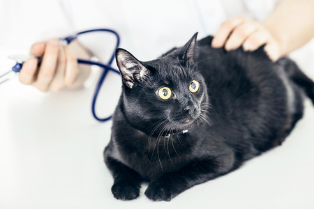 Black cat lying on the table waitng examination by veterinaryの写真素材