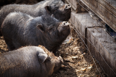 Vietnamese black minipigs in a paddock waiting for feedingの写真素材