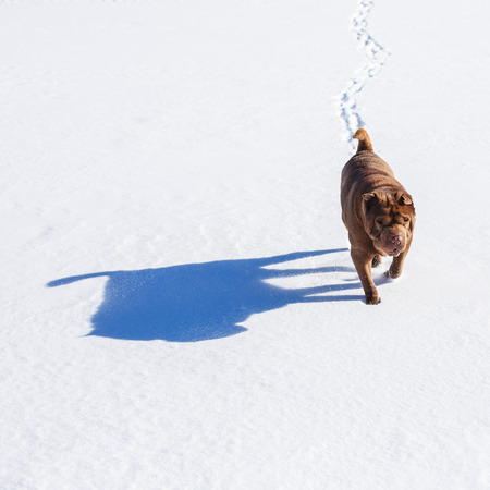 Brown shar pei walking down the snowy filed leaving a trails behind on a winter sunny dayの写真素材