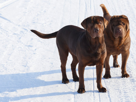 Couple of pedigreed dogs standing in the snow filed at winter summer dayの写真素材
