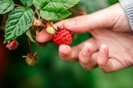 Raspberry picking. Female hands gathering organic raspberries on a rainy day. Selective focus,very shallow depth of fieldの写真素材