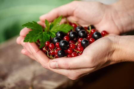 Currant berries picking. Locavore, clean eating,organic agriculture, local farming,growing,harvesting concept. Selective focus on topmost berryの写真素材