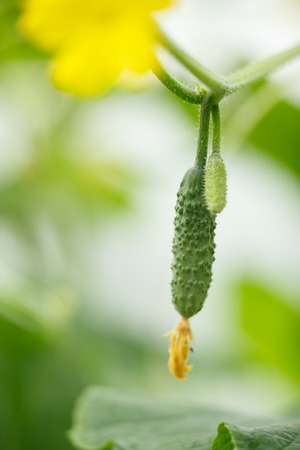 Tiny cucumber. Locavore, clean eating,organic agriculture, local farming,growing,harvesting concept. Selective focus on biggest cucumberの写真素材