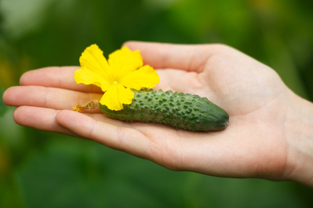Female hands holding tiny cucumber. Locavore, clean eating,organic agriculture, local farming,growing,harvesting concept. Selective focus on cucumberの写真素材